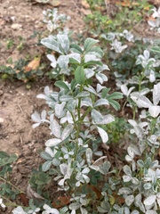 Erysiphaceae