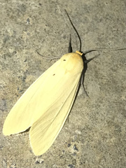 Pareuchaetes abbysmutnyae