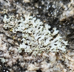 Physcia caesia