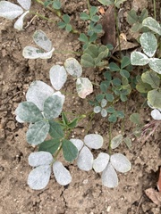 Erysiphaceae