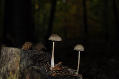 Fungi