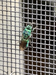 Chrysis ignita