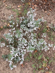 Erysiphaceae