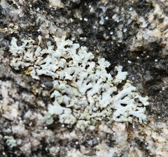 Physcia caesia