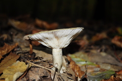 Fungi