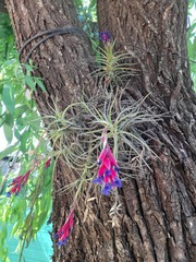 Tillandsia aeranthos