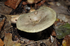 Fungi