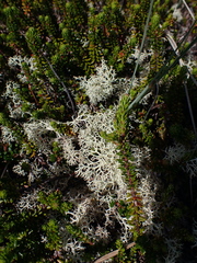 Cladonia portentosa