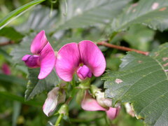 Lathyrus sylvestris