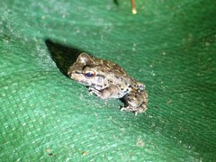 Leptodactylus knudseni