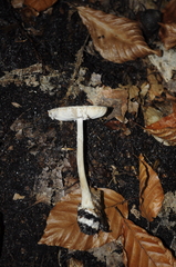 Amanita