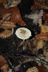 Amanita