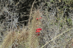 Cleistocactus