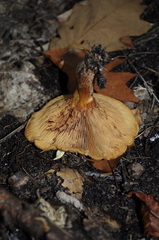 Paxillus involutus