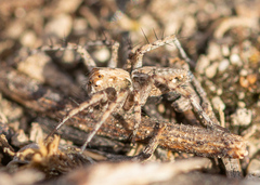 Lycosoidea
