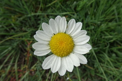 Leucanthemum vulgare