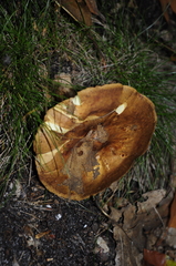 Paxillus involutus
