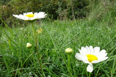 Leucanthemum vulgare
