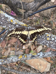 Papilio ornythion ornythion