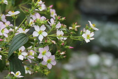 Melastomeae