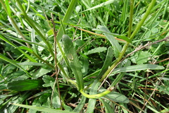 Leucanthemum vulgare