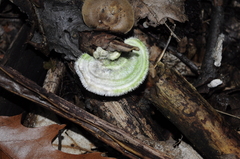 Trametes