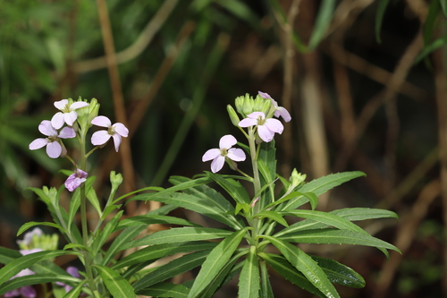 Erysimum bicolor