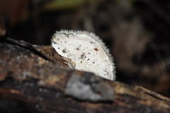 Trametes