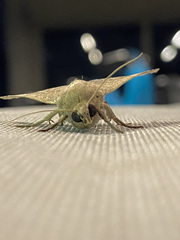 Simplicia cornicalis