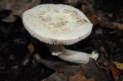 Amanita