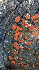 Amphilogia gyrosa