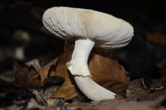 Amanita