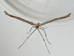 Emmelina monodactyla