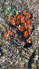 Amphilogia gyrosa