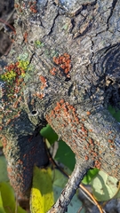 Amphilogia gyrosa