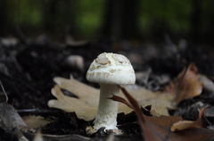 Amanita