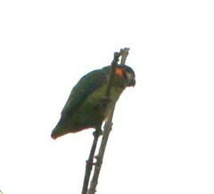 Cyclopsitta gulielmitertii