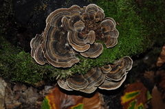 Trametes