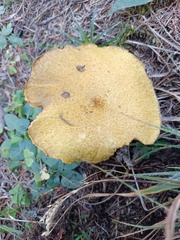 Suillus cavipes