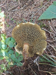 Suillus cavipes