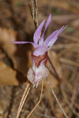 Calypso bulbosa occidentalis