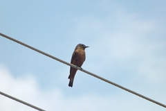 Hirundinea ferruginea