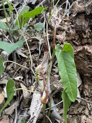 Aristolochia meridionalis