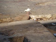 Streptopelia senegalensis