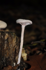 Fungi