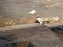 Streptopelia senegalensis