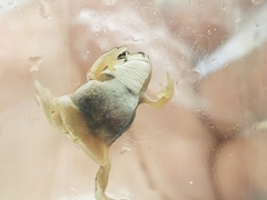 Spea multiplicata