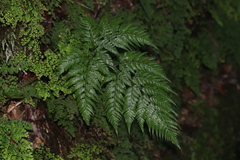 Arachniodes webbiana