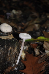Fungi