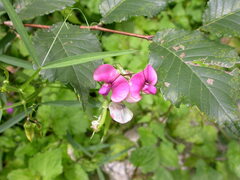 Lathyrus sylvestris